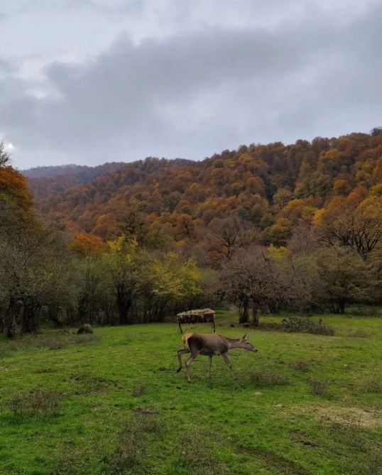 Heydər Əliyev Fondunun vitse-prezidenti Leyla Əliyevanın iştirakı ilə Şahdağ Milli Parkının İsmayıllı bölməsinə ilk marallar buraxılıb (FOTO/VİDEO)