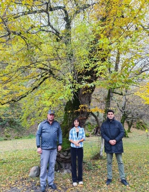 Heydər Əliyev Fondunun vitse-prezidenti Leyla Əliyevanın iştirakı ilə Şahdağ Milli Parkının İsmayıllı bölməsinə ilk marallar buraxılıb (FOTO/VİDEO)