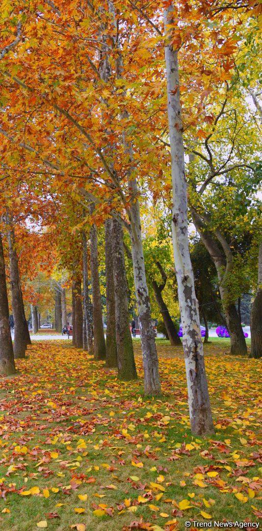 Bakı payızı - FOTOSESSİYA