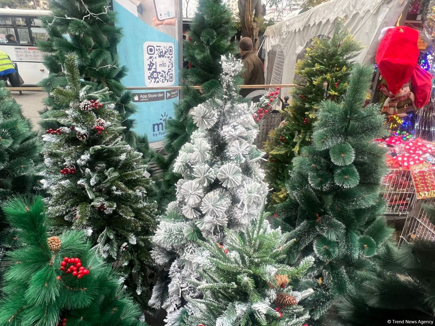 Yeni il yarmarkalarında qiymətlər: 150 sm sadə yolka 35 manat... (FOTO)