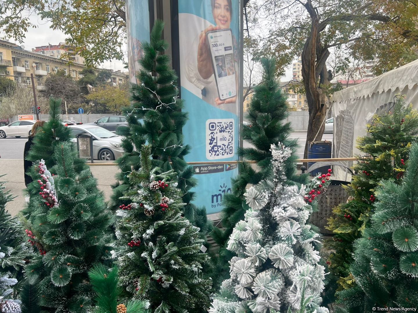 Yeni il yarmarkalarında qiymətlər: 150 sm sadə yolka 35 manat... (FOTO)
