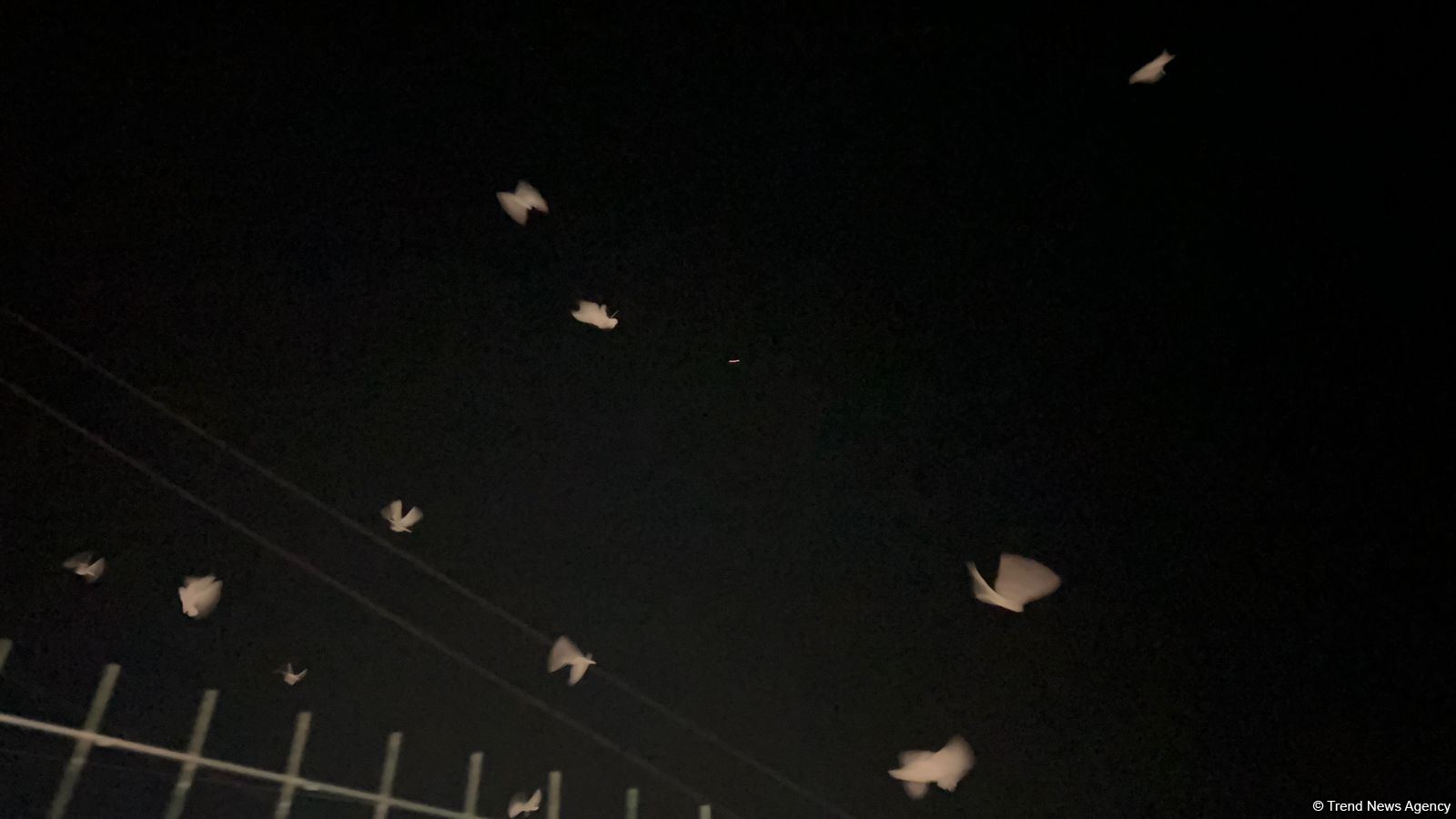 Laçın yolundan sülh mesajı: Aksiya iştirakçıları səmaya 44 göyərçin buraxdı (FOTO/VİDEO)