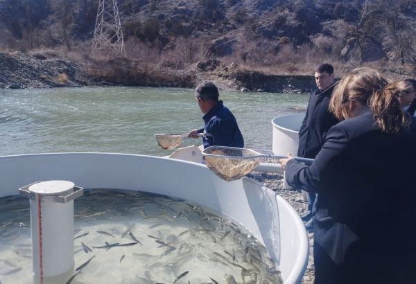 Həkəri çayına qızılxallı forel balıqları buraxılıb (FOTO)