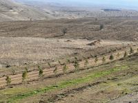 Media nümayəndələri Cəbrayılda meşə-park kompleksində ağac əkiblər (FOTO)