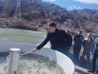 Həkəri çayına qızılxallı forel balıqları buraxılıb (FOTO)