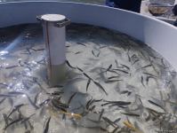 Həkəri çayına qızılxallı forel balıqları buraxılıb (FOTO)