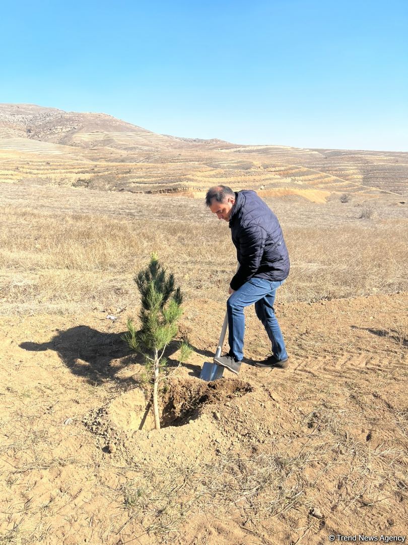 Media nümayəndələri Cəbrayılda meşə-park kompleksində ağac əkiblər (FOTO)