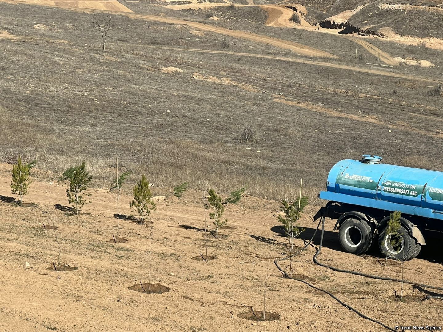 Media nümayəndələri Cəbrayılda meşə-park kompleksində ağac əkiblər (FOTO)