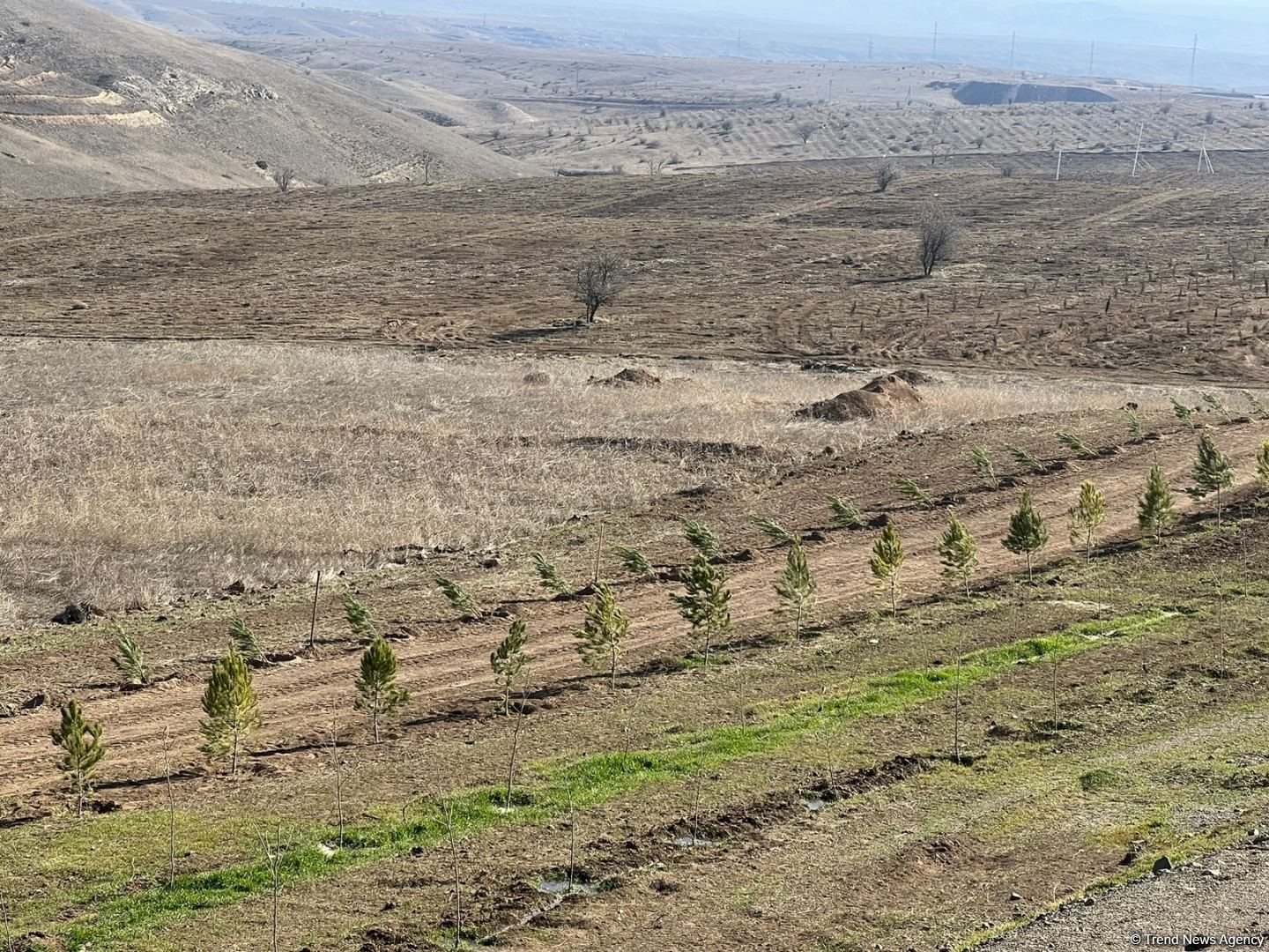 Media nümayəndələri Cəbrayılda meşə-park kompleksində ağac əkiblər (FOTO)