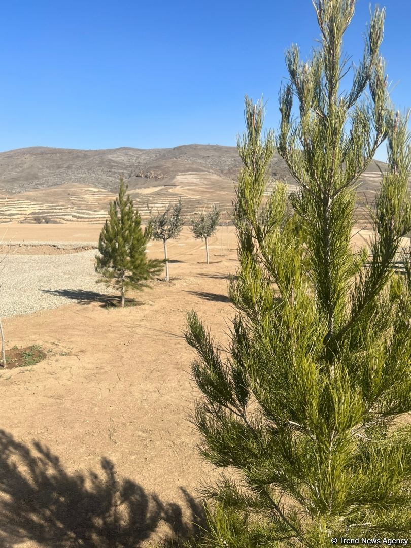 Media nümayəndələri Cəbrayılda meşə-park kompleksində ağac əkiblər (FOTO)