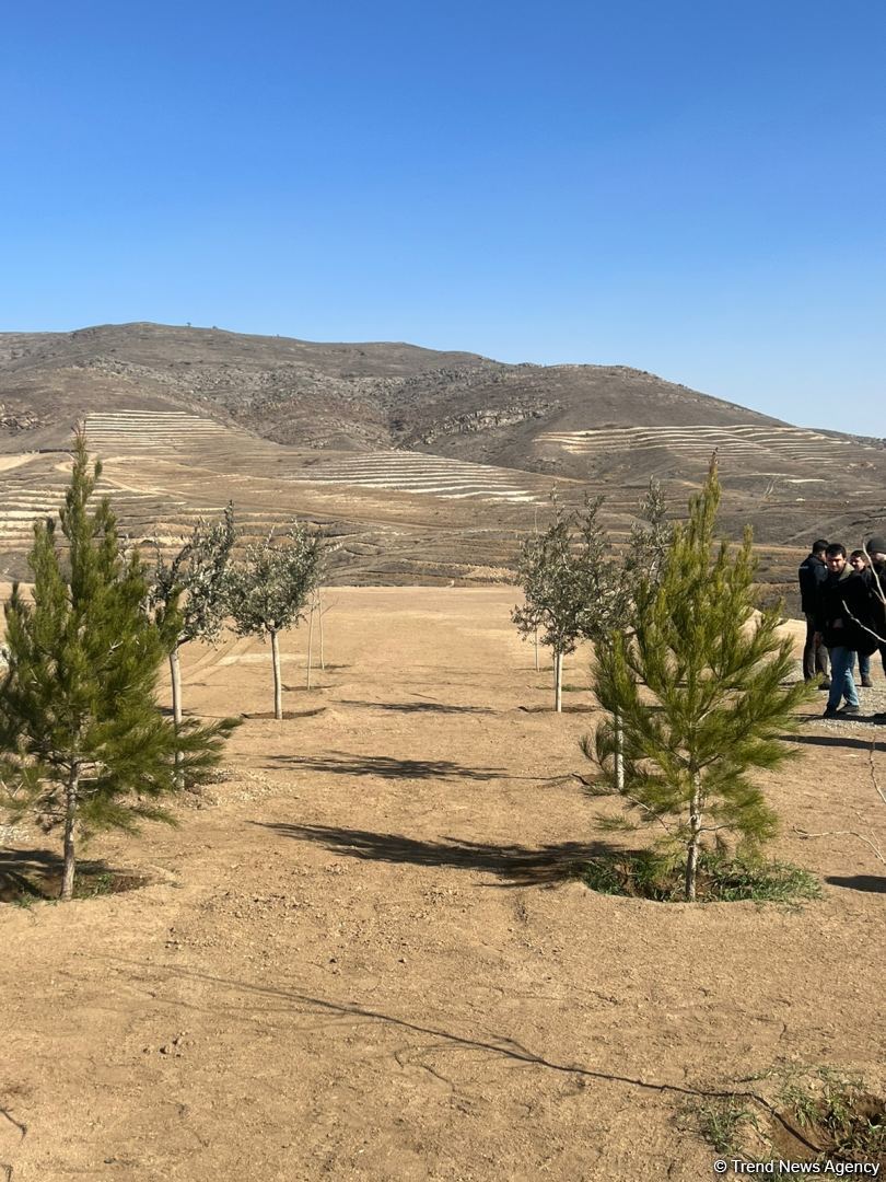 Media nümayəndələri Cəbrayılda meşə-park kompleksində ağac əkiblər (FOTO)
