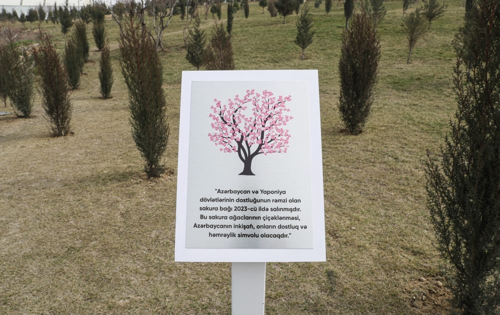 “Yaşıl Marafon 2023” ağacəkmə kampaniyasına start verilib (FOTO)
