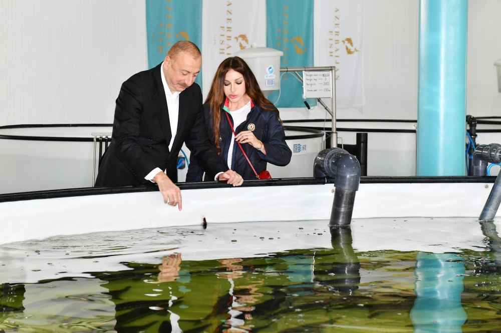 Prezident İlham Əliyev və Birinci xanım Mehriban Əliyeva Neftçalada Nərə Damazlıq Təsərrüfatında yaradılan şəraitlə tanış olublar (FOTO/VİDEO) (YENİLƏNİB)