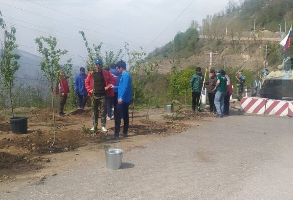 Laçın-Xankəndi yolundakı ekofəallar başa çatan aksiya yerində ağaclar əkib (FOTO)