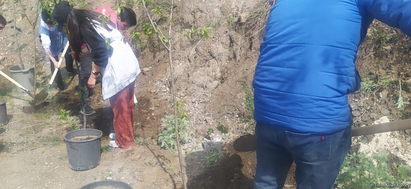 Laçın-Xankəndi yolundakı ekofəallar başa çatan aksiya yerində ağaclar əkib (FOTO)