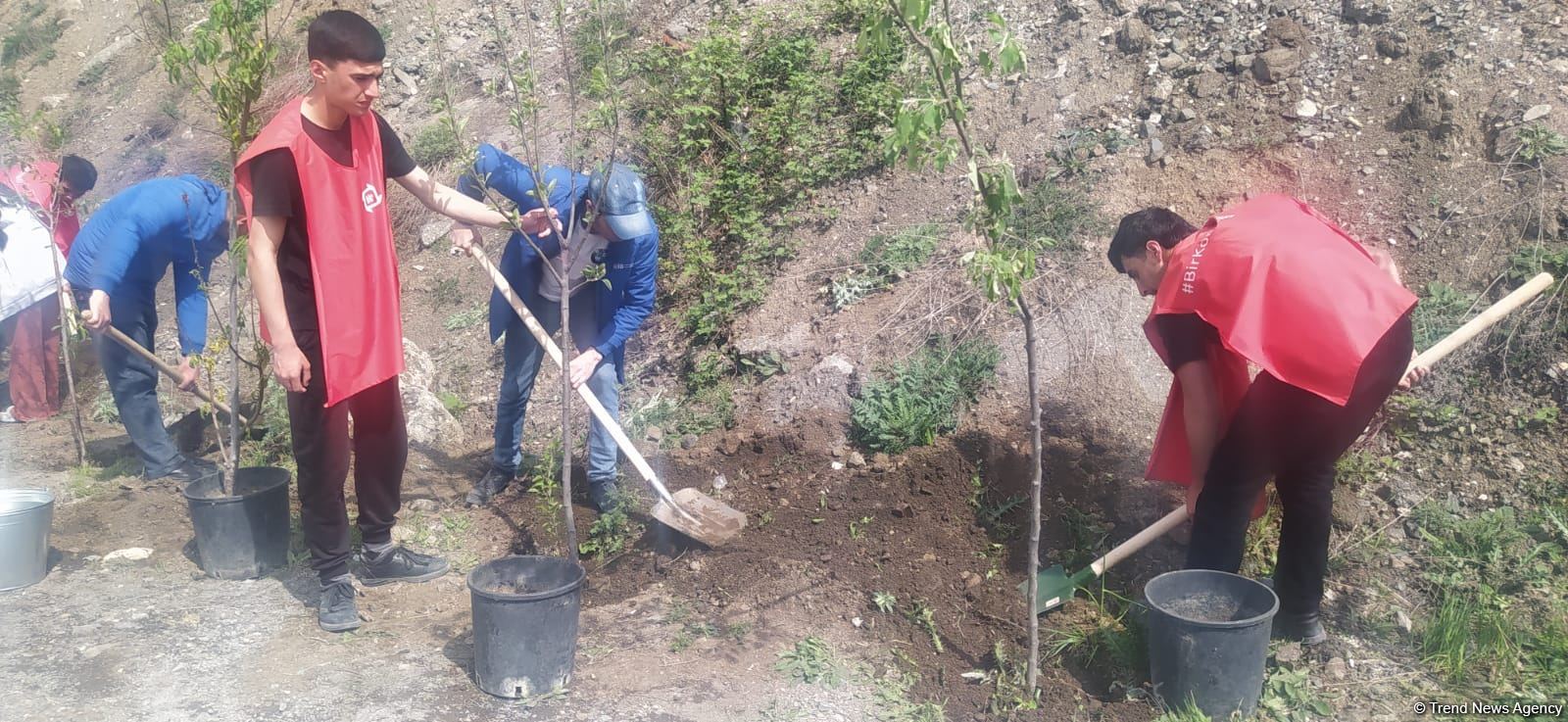 Laçın-Xankəndi yolundakı ekofəallar başa çatan aksiya yerində ağaclar əkib (FOTO)