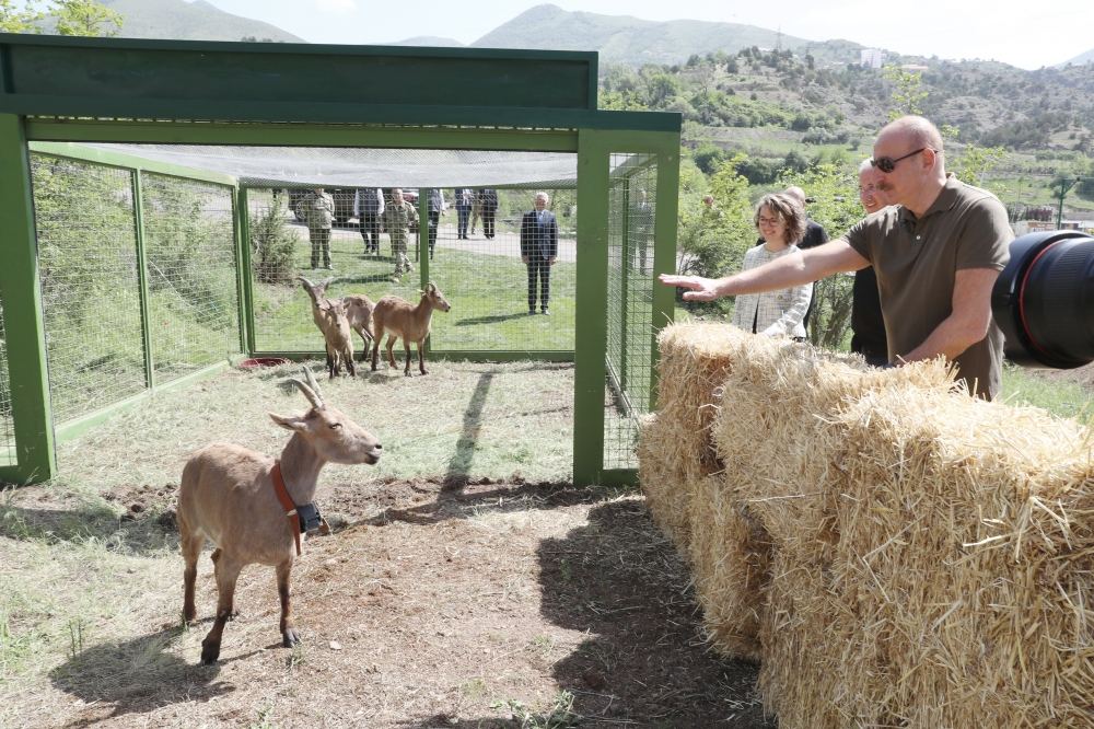 Prezident İlham Əliyev Laçında Şərqi Qafqaz turları və şahin quşları təbiətə, müxtəlif növ balıqlar Həkəri çayına buraxılması mərasimində iştirak edib (YENİLƏNİB) (FOTO/VİDEO)