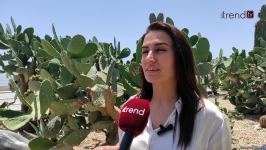 Paytaxt sakinləri bulvarda kaktuslara zərər vurulmasına kəskin etiraz edir (VİDEOREPORTAJ)