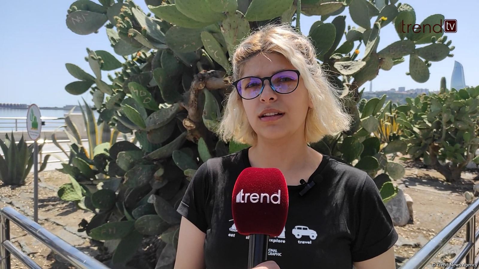 Paytaxt sakinləri bulvarda kaktuslara zərər vurulmasına kəskin etiraz edir (VİDEOREPORTAJ)