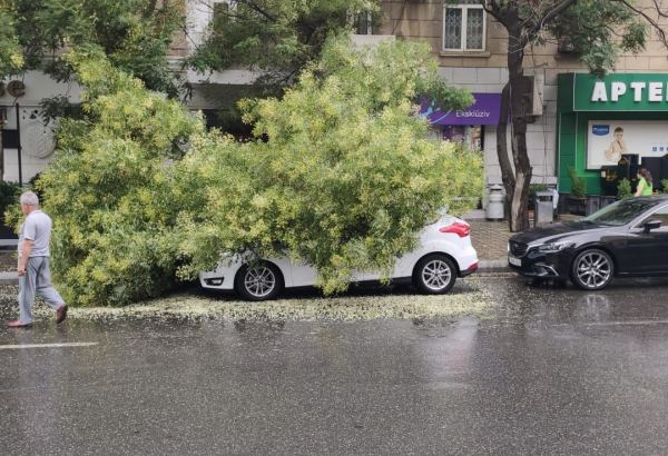 Bakıda ağac avtomobilin üzərinə aşıb (FOTO)