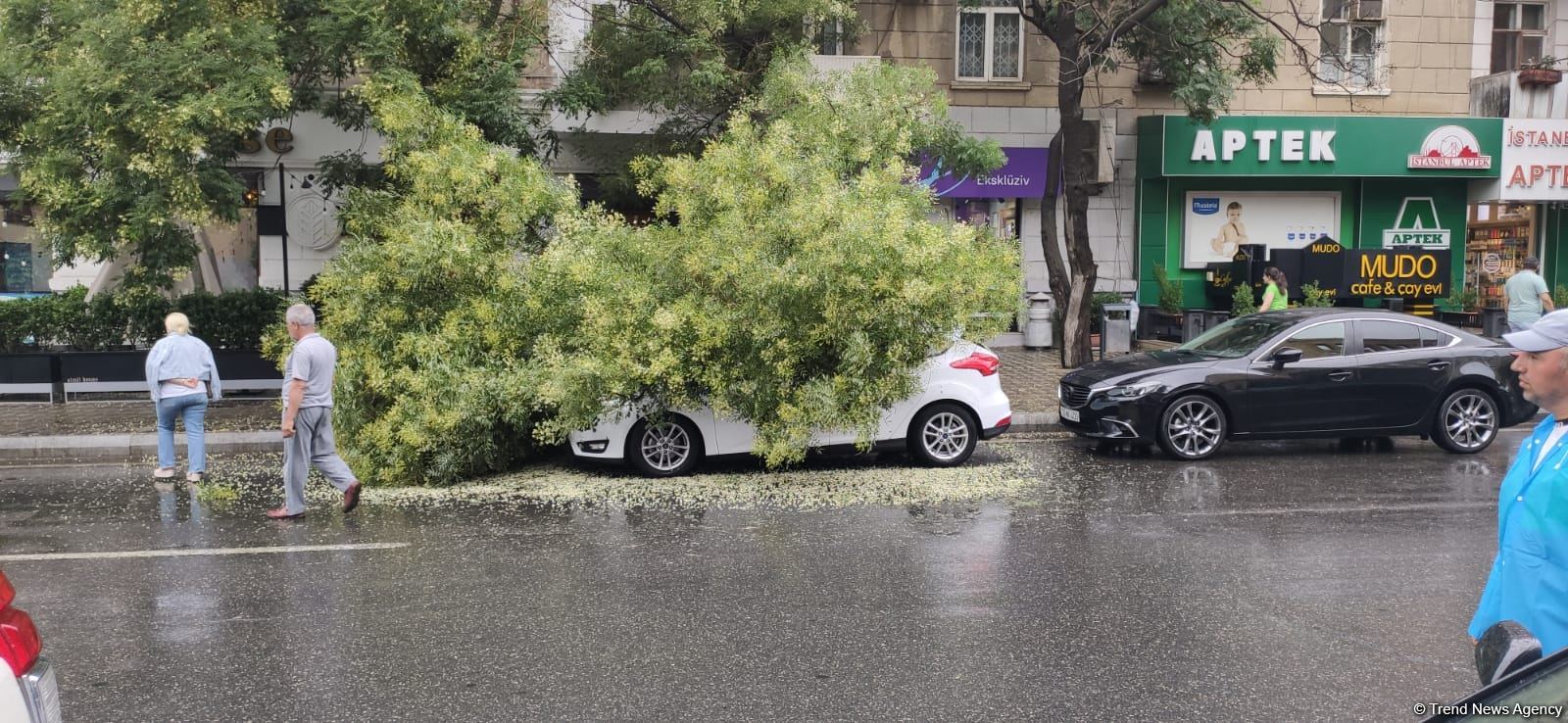 Bakıda ağac avtomobilin üzərinə aşıb (FOTO)