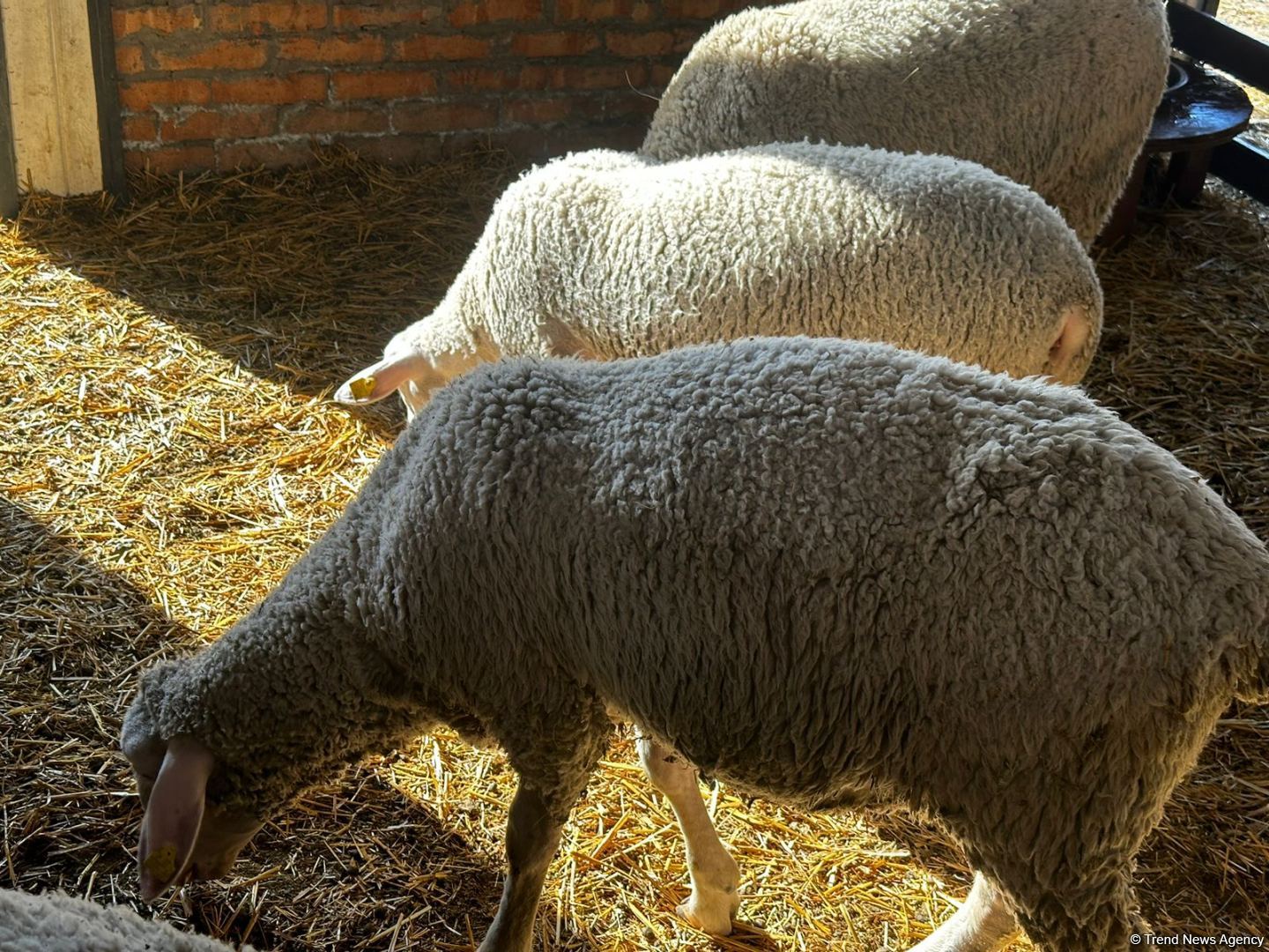 Laçınlıların məşğuliyyəti daim diqqətdədir (FOTO)