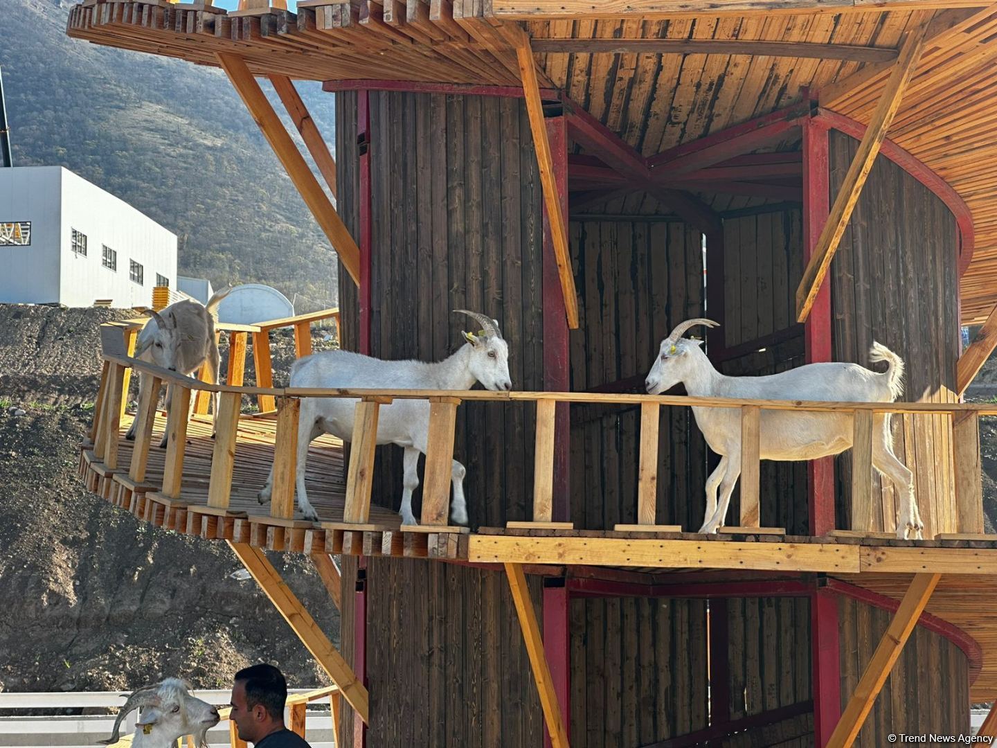 Laçınlıların məşğuliyyəti daim diqqətdədir (FOTO)