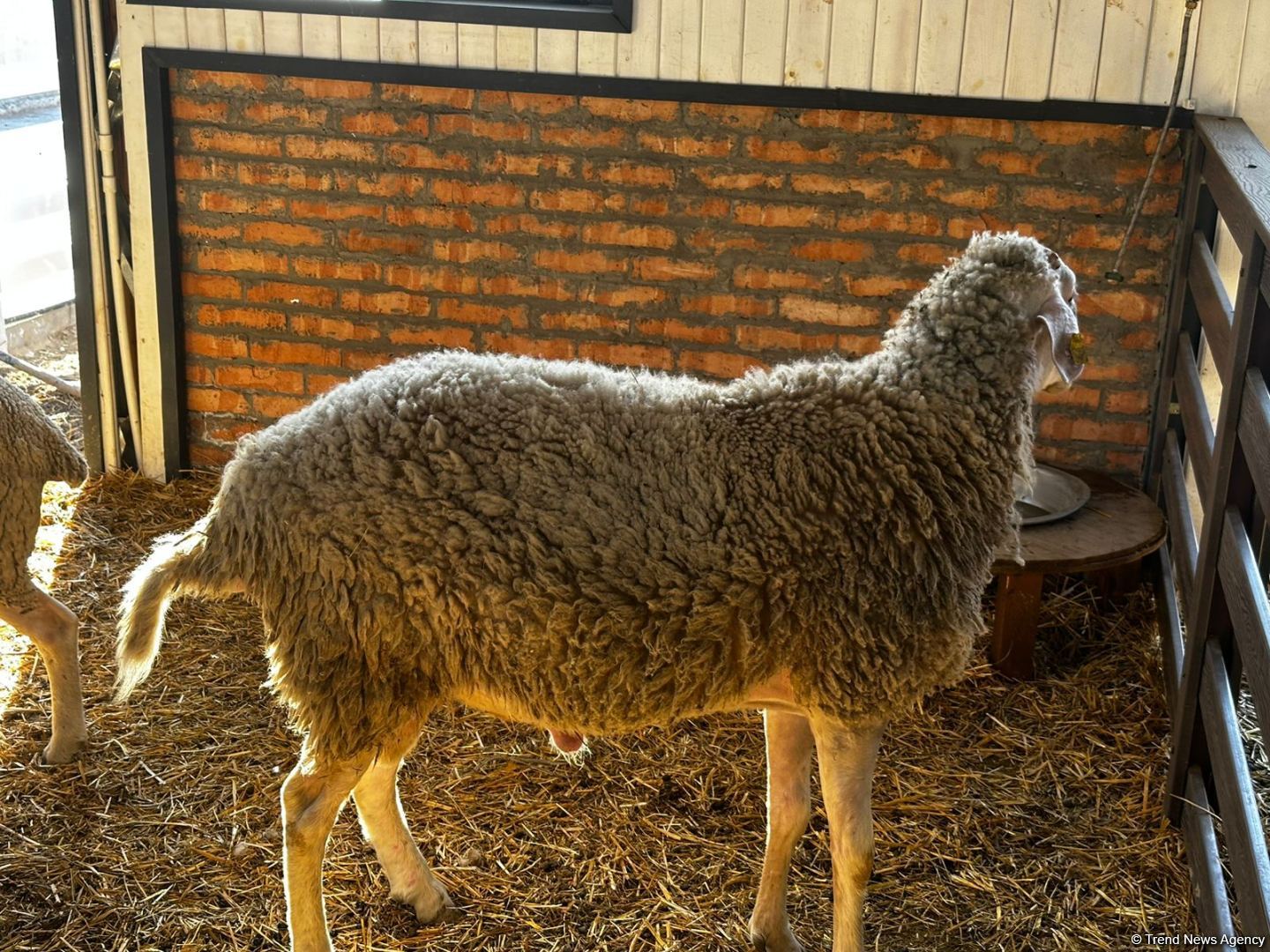 Laçınlıların məşğuliyyəti daim diqqətdədir (FOTO)