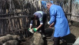 Bərdədə canavar təsərrüfata hücum etdi - 20 qoyun tələf oldu (FOTO)