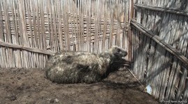 Bərdədə canavar təsərrüfata hücum etdi - 20 qoyun tələf oldu (FOTO)