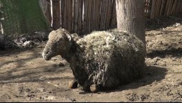 Bərdədə canavar təsərrüfata hücum etdi - 20 qoyun tələf oldu (FOTO)