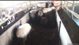 Bərdədə canavar təsərrüfata hücum etdi - 20 qoyun tələf oldu (FOTO)