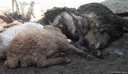 Bərdədə canavar təsərrüfata hücum etdi - 20 qoyun tələf oldu (FOTO)