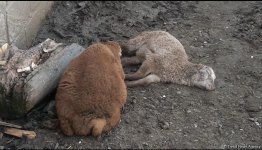 Bərdədə canavar təsərrüfata hücum etdi - 20 qoyun tələf oldu (FOTO)