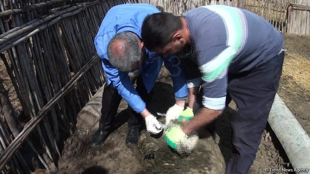 Bərdədə canavar təsərrüfata hücum etdi - 20 qoyun tələf oldu (FOTO)