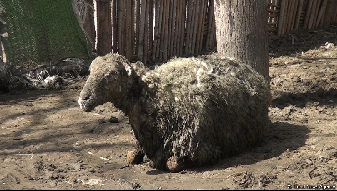 Bərdədə canavar təsərrüfata hücum etdi - 20 qoyun tələf oldu (FOTO)