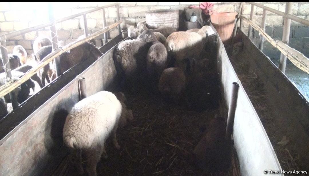 Bərdədə canavar təsərrüfata hücum etdi - 20 qoyun tələf oldu (FOTO)