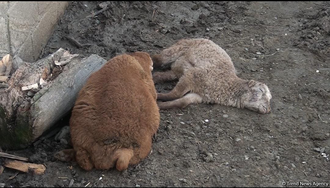 Bərdədə canavar təsərrüfata hücum etdi - 20 qoyun tələf oldu (FOTO)