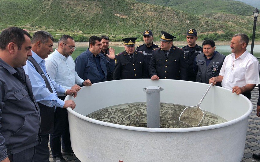 Suqovuşan su anbarına balıq körpələri buraxıldı