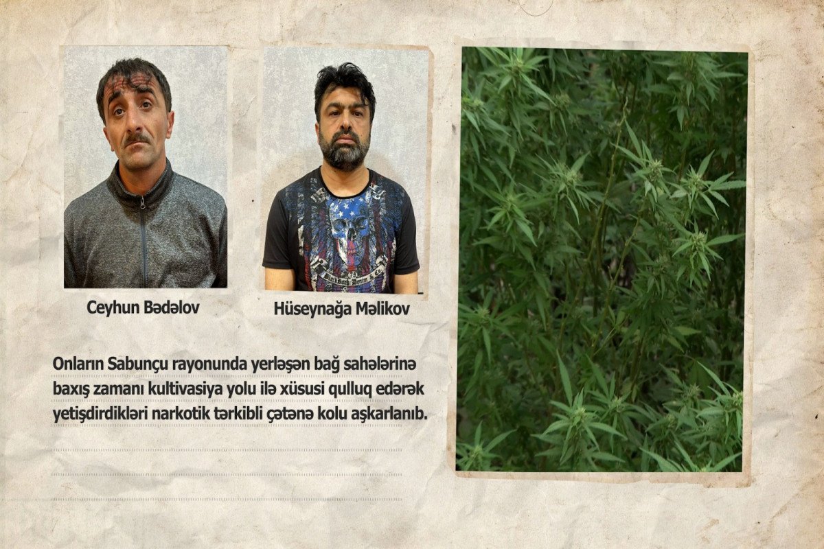 Sabunçuda narkoplantasiya aşkarlandı (FOTO)