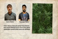 Sabunçuda narkoplantasiya aşkarlandı (FOTO)