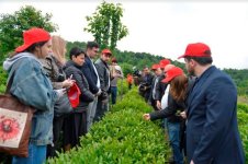Məqsədimiz çay mədəniyyətinin qorunması və inkişafıdır - Tərlan Lətifov (FOTO)