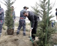 “Yaşıl dünya naminə həmrəylik ili” çərçivəsində SOCAR-ın təşkilatçılığı ilə ağacəkmə aksiyası keçirilib (FOTO)