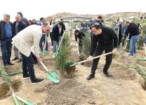 “Yaşıl dünya naminə həmrəylik ili” çərçivəsində SOCAR-ın təşkilatçılığı ilə ağacəkmə aksiyası keçirilib (FOTO)