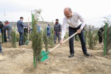 “Yaşıl dünya naminə həmrəylik ili” çərçivəsində SOCAR-ın təşkilatçılığı ilə ağacəkmə aksiyası keçirilib (FOTO)