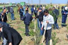 “Yaşıl dünya naminə həmrəylik ili” çərçivəsində SOCAR-ın təşkilatçılığı ilə ağacəkmə aksiyası keçirilib (FOTO)