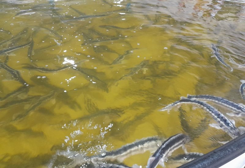 Azərbaycanda akvakulturada yetişdirilən balıqların ixrac potensialı daha çoxdur - Mərkəz direktoru (MÜSAHİBƏ)