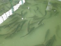 “Azerbaijan Fish Farm” şirkəti Beynəlxalq Biomüxtəliflik Günü münasibətilə Xəzər dənizinə 50 min nərə balığı buraxıb (FOTO)