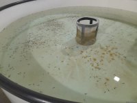 “Azerbaijan Fish Farm” şirkəti Beynəlxalq Biomüxtəliflik Günü münasibətilə Xəzər dənizinə 50 min nərə balığı buraxıb (FOTO)