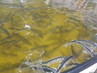 “Azerbaijan Fish Farm” şirkəti Beynəlxalq Biomüxtəliflik Günü münasibətilə Xəzər dənizinə 50 min nərə balığı buraxıb (FOTO)
